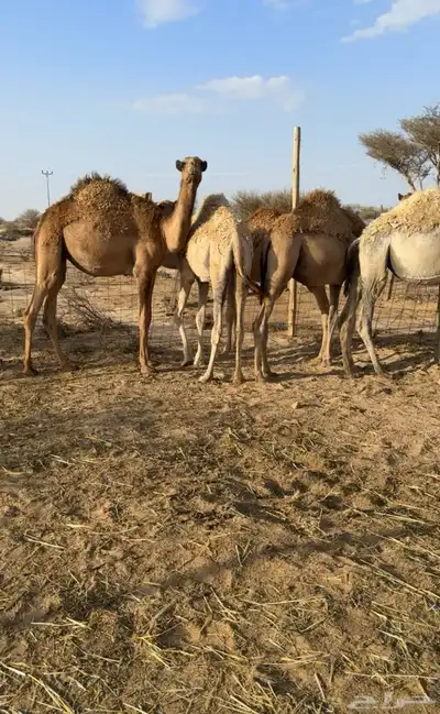 للبيع حشو طيبه ونضيفه ((تمم البييع)) 7