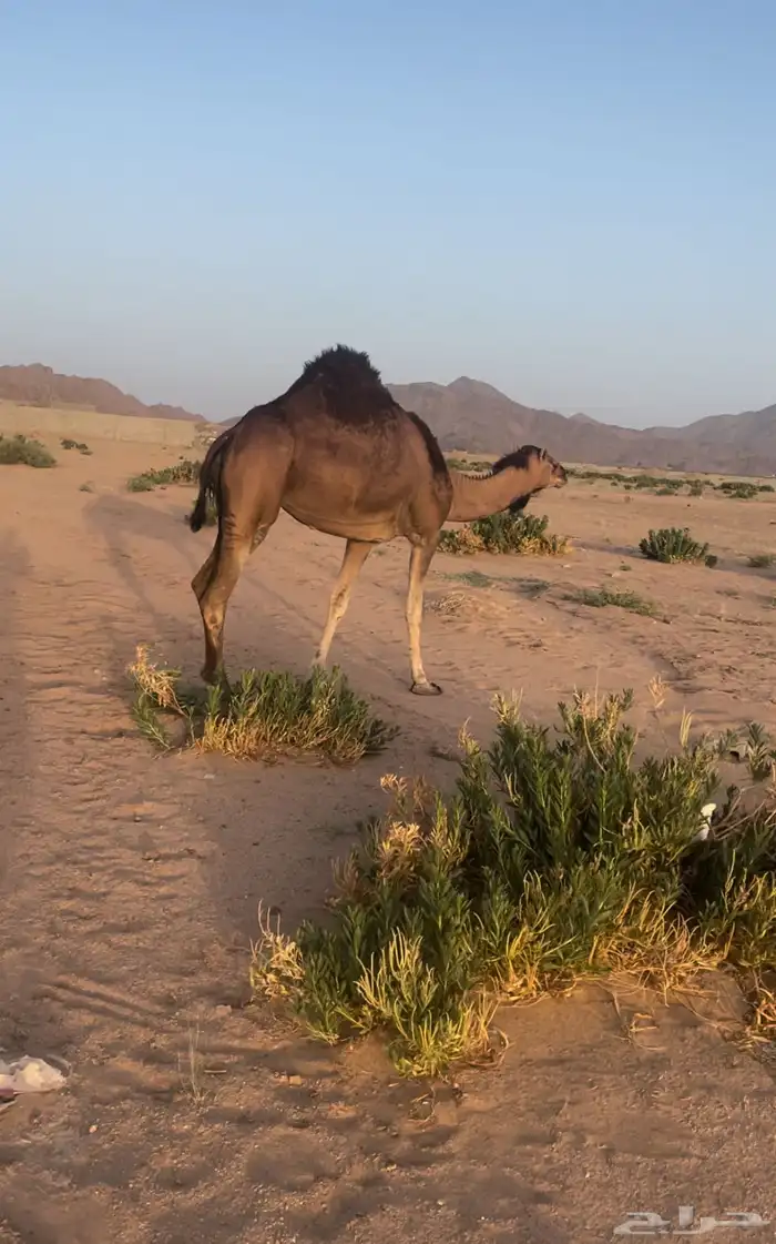 ناقه ساحليه كفو منوه القناي تم البيع 1