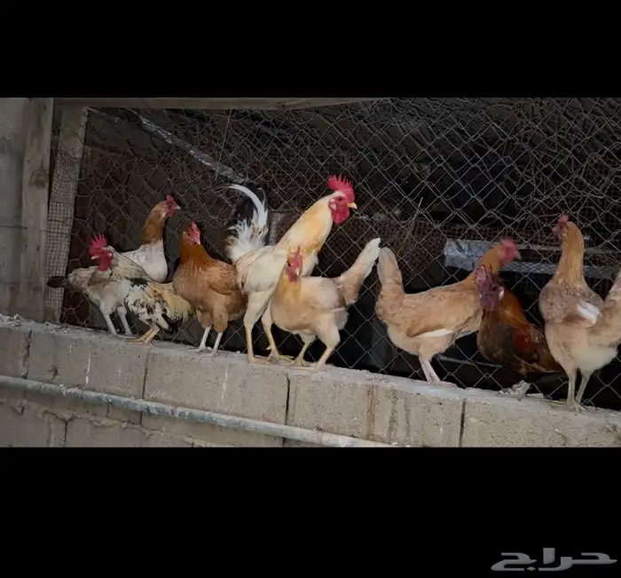 تم البيع 0
