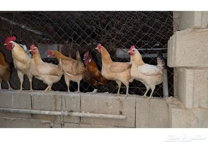 تم البيع 1