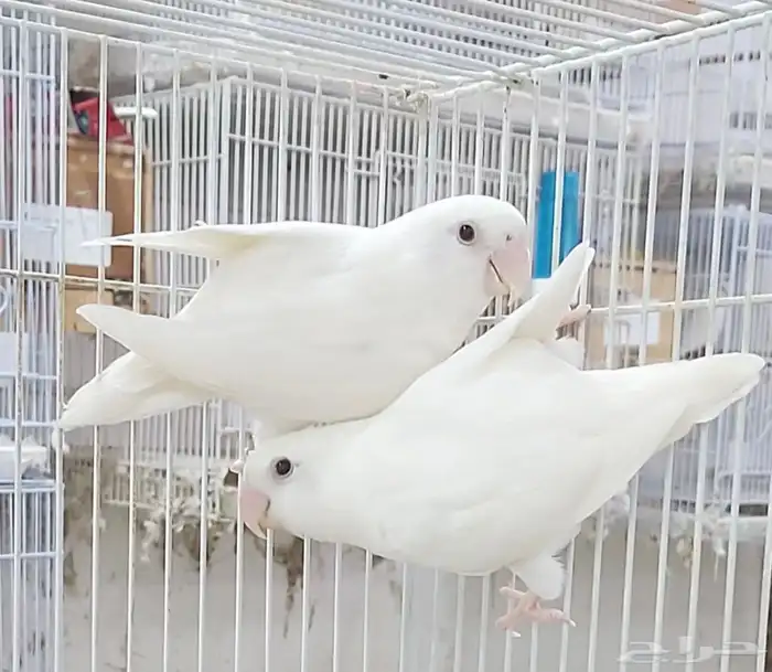 موصل من جيزان الي جده 0