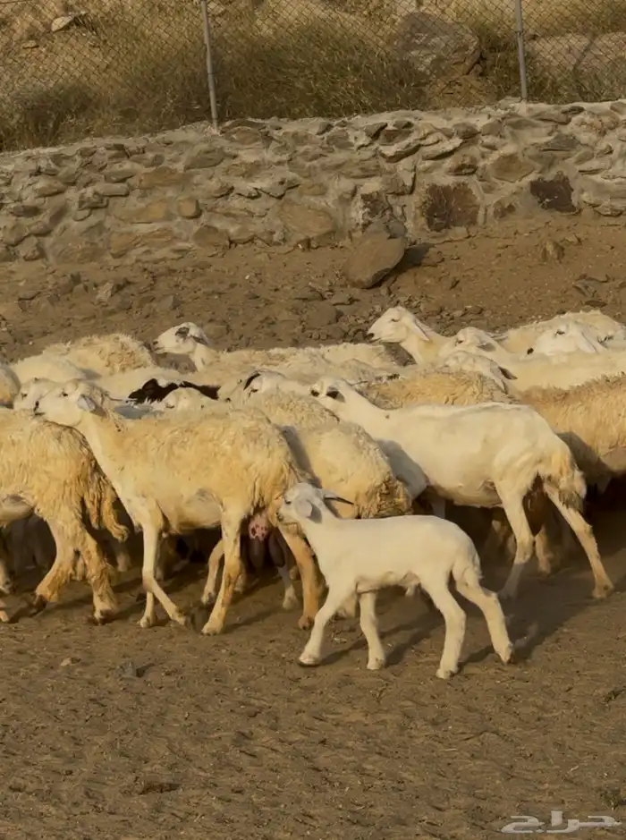 ضان أو غنم حرش دفيع ومناتيج عدد 33 تحتها 12( تم البيع) 0