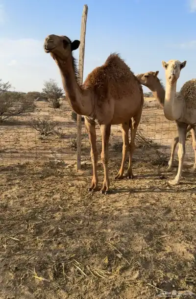 للبيع حشو طيبه ونضيفه ((تمم البييع)) 6