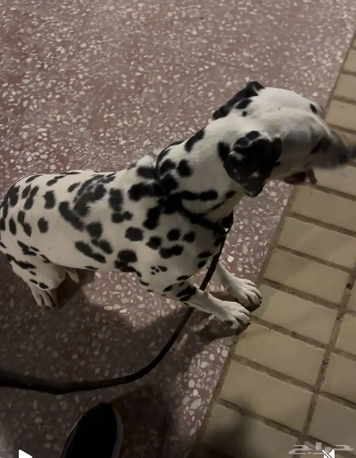 لدلميشن (Dalmatian) كلاب 1