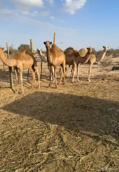 للبيع حشو طيبه ونضيفه ((تمم البييع)) 3