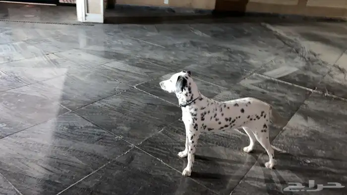 لدلميشن (Dalmatian) كلاب 0