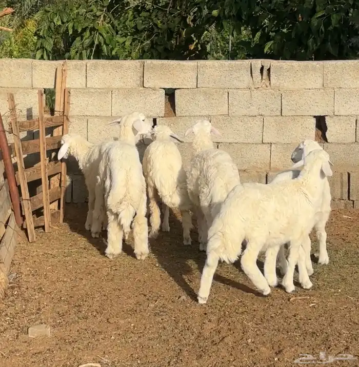 بهم 1