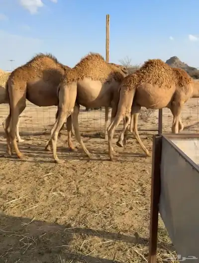 للبيع حشو طيبه ونضيفه ((تمم البييع)) 0