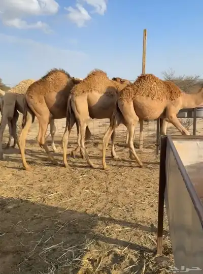 للبيع حشو طيبه ونضيفه ((تمم البييع)) 2