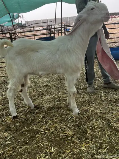 فحل حجازي (هولندي)خصم الخصم أبيض أبرص لأهل الصنف 0