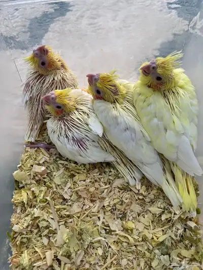 فروخ كروان 1