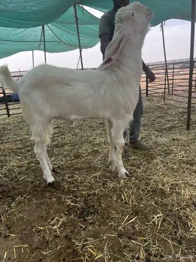 فحل حجازي (هولندي)خصم الخصم أبيض أبرص لأهل الصنف 5