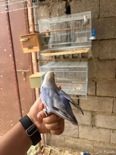 روز أليف 1