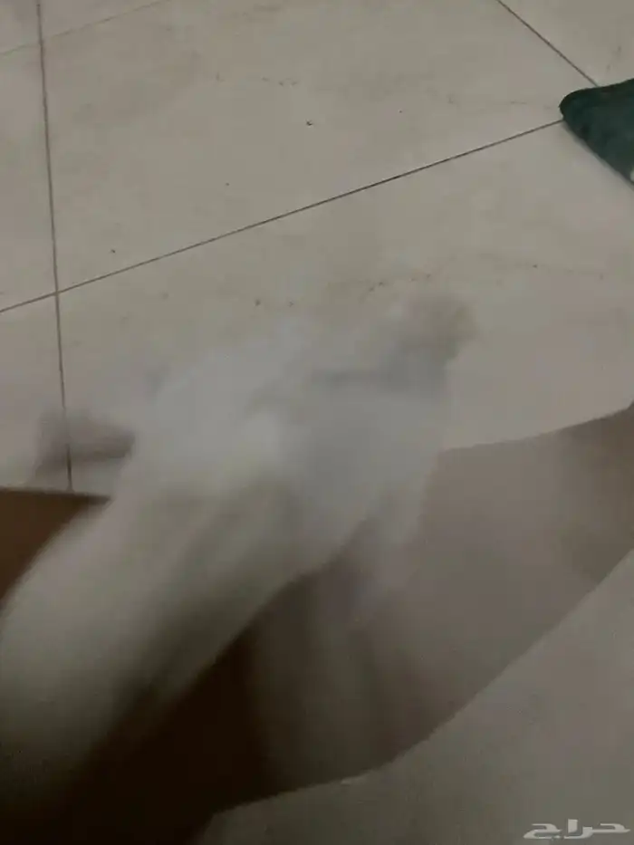 روز البينو 3