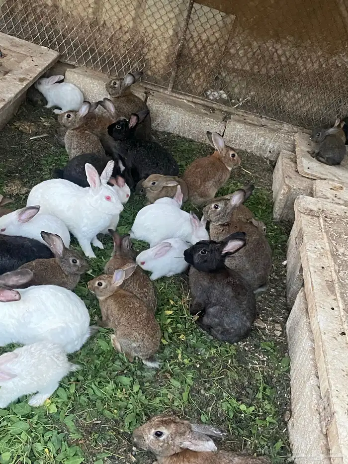 ارانب بلدي للبيع 3