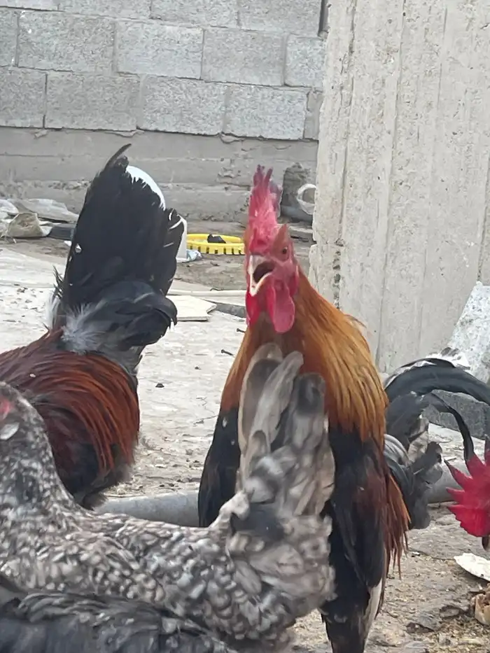 ديوك عربي عمر 7   أشهر 0