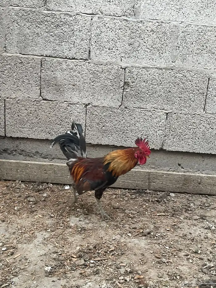 ديوك عربي عمر 7   أشهر 26