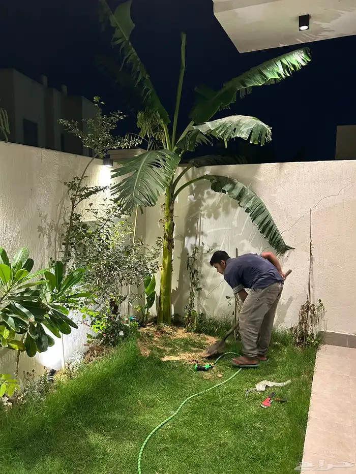 اشجار موز حساوي 0