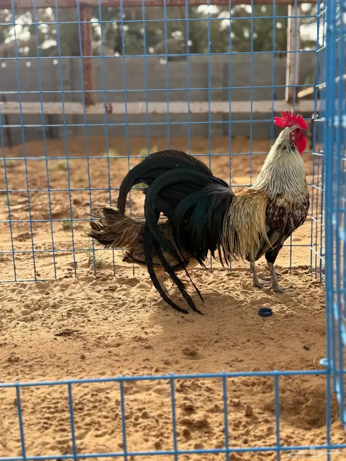 دجاج 2