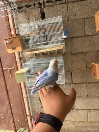 روز أليف 2