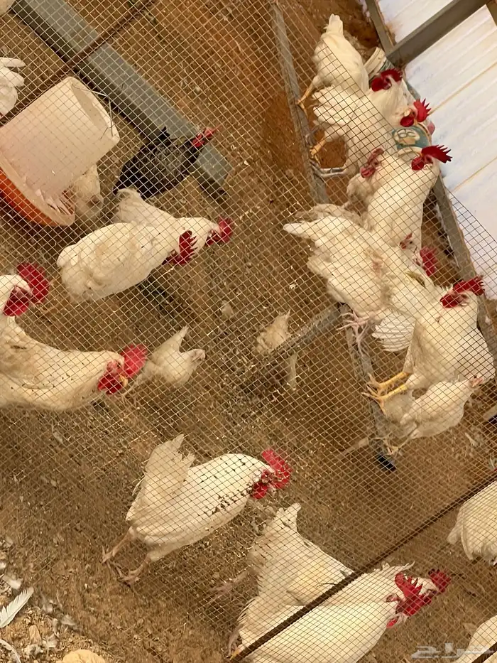دجاج و صوص لوهمان ابيض بيور بياض درجة اولى 1