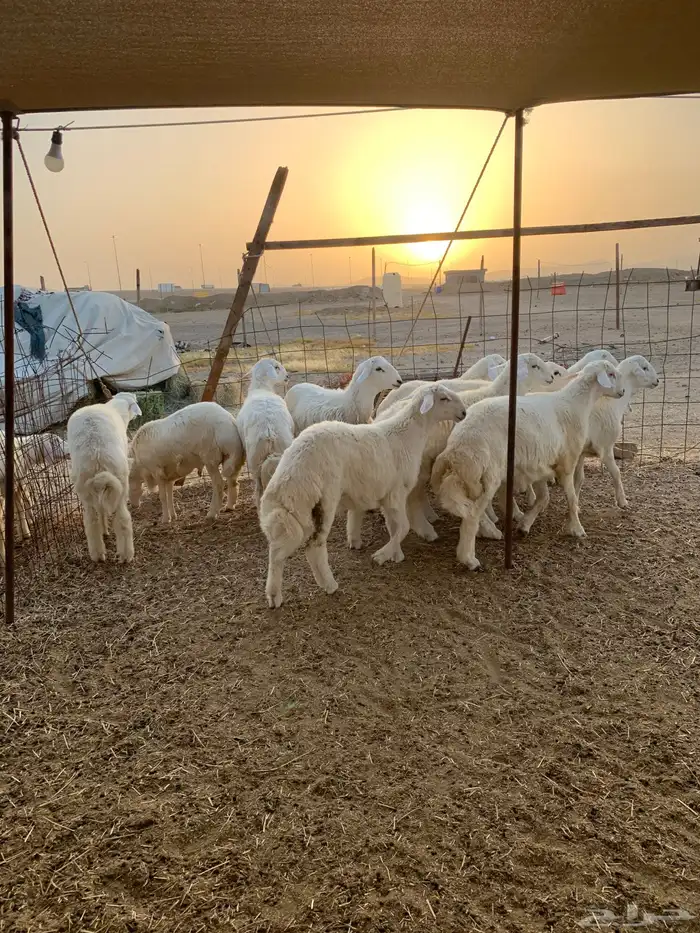 حري طليان ذبيحه ضيوف ذبايح مناسبات ذبائح ثلاجه 1