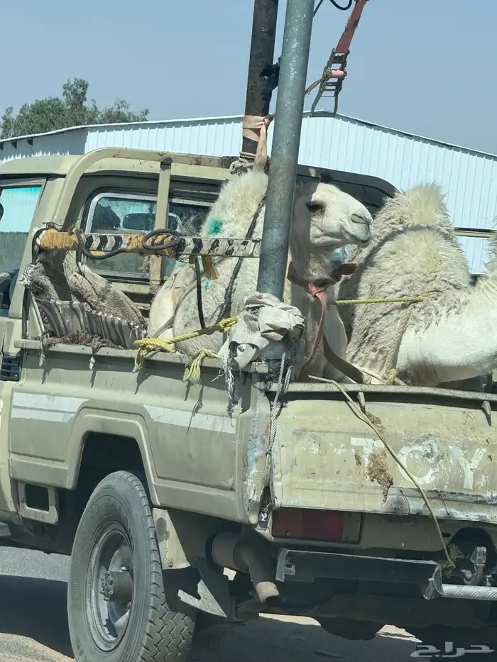 قعدان للبيع بلدي كفوو 0