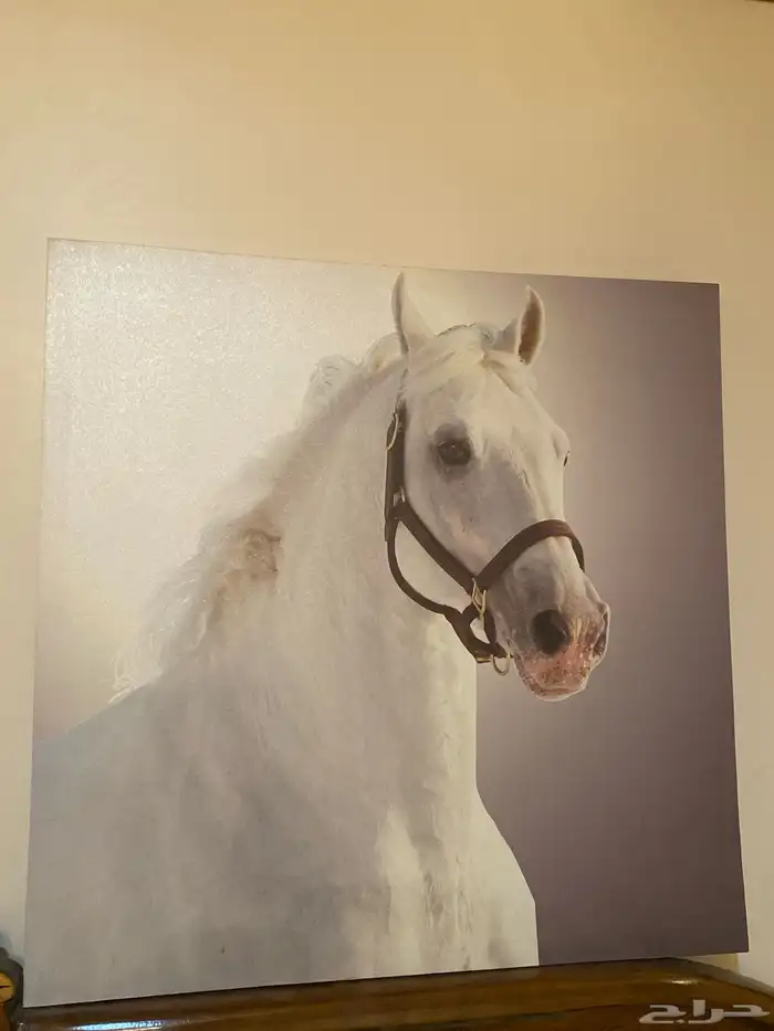 لوحة خيل ابيض 0