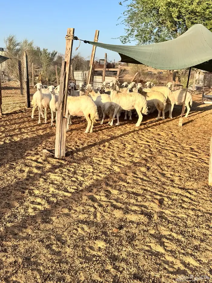 غنم حري 38 تحتها 30 تم البيع 11