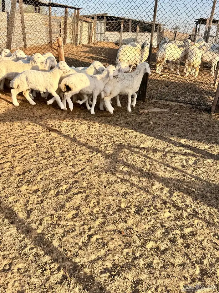 غنم حري 38 تحتها 30 تم البيع 8