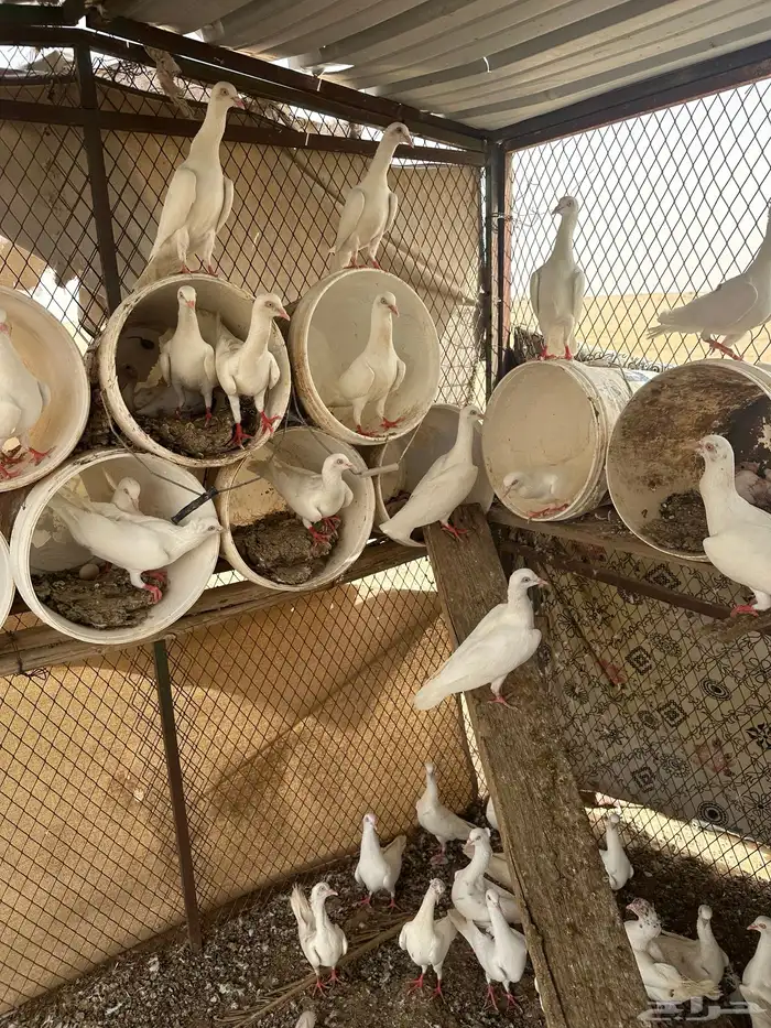 حمام شيكر 6