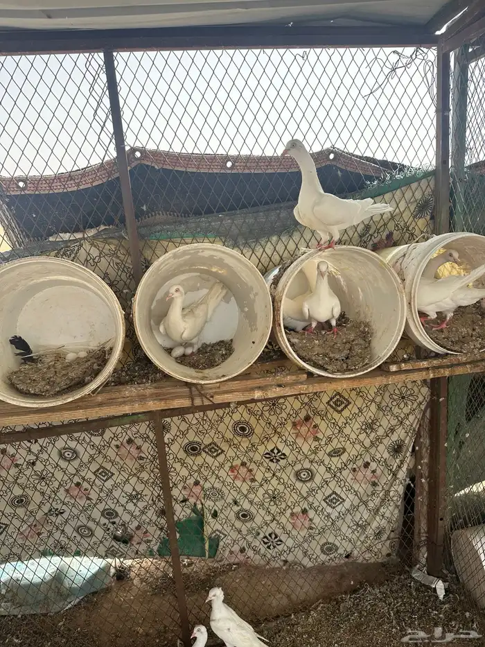 حمام شيكر 7