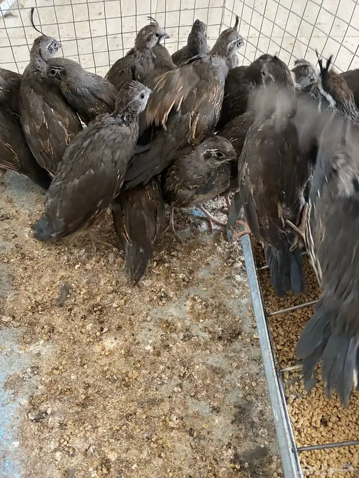 سمان كالفورنيا 0