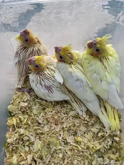 فروخ كروان 0