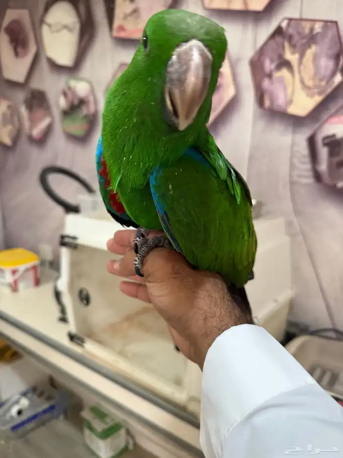 فرخ اكلكتوس الجنس ذكر ( تم البيع ) 0