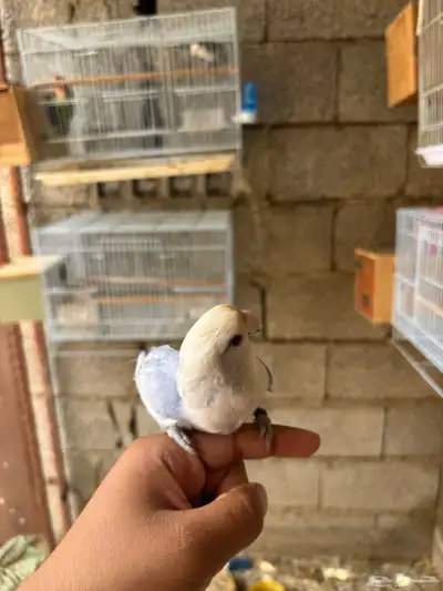 روز أليف 0