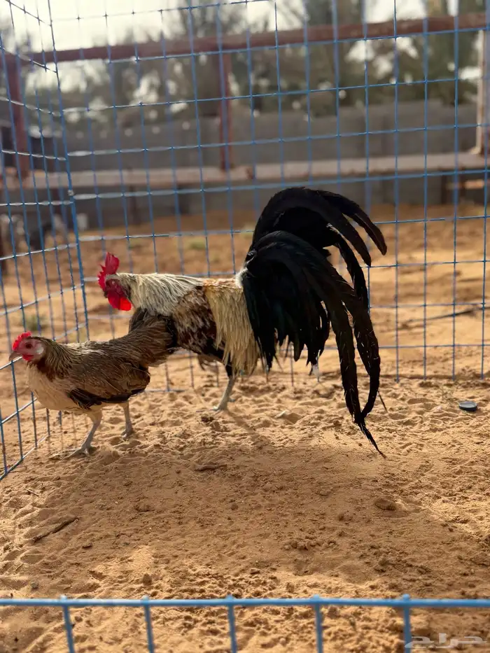دجاج 1