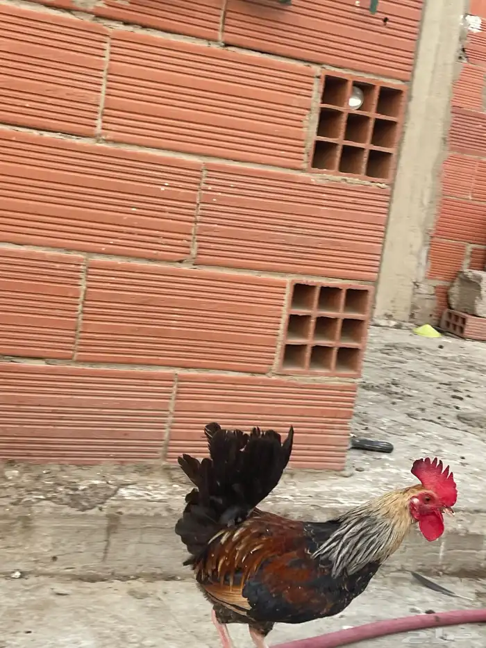 ديوك عربي عمر 7   أشهر 20