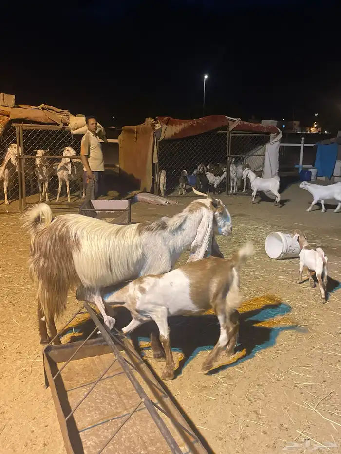 تم البيع 0