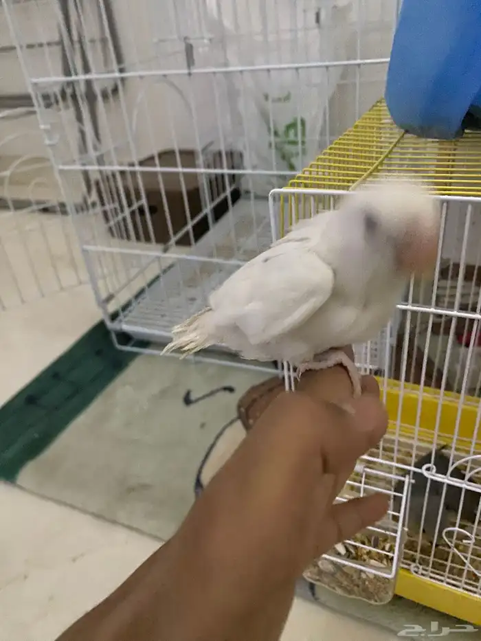 روز البينو 4