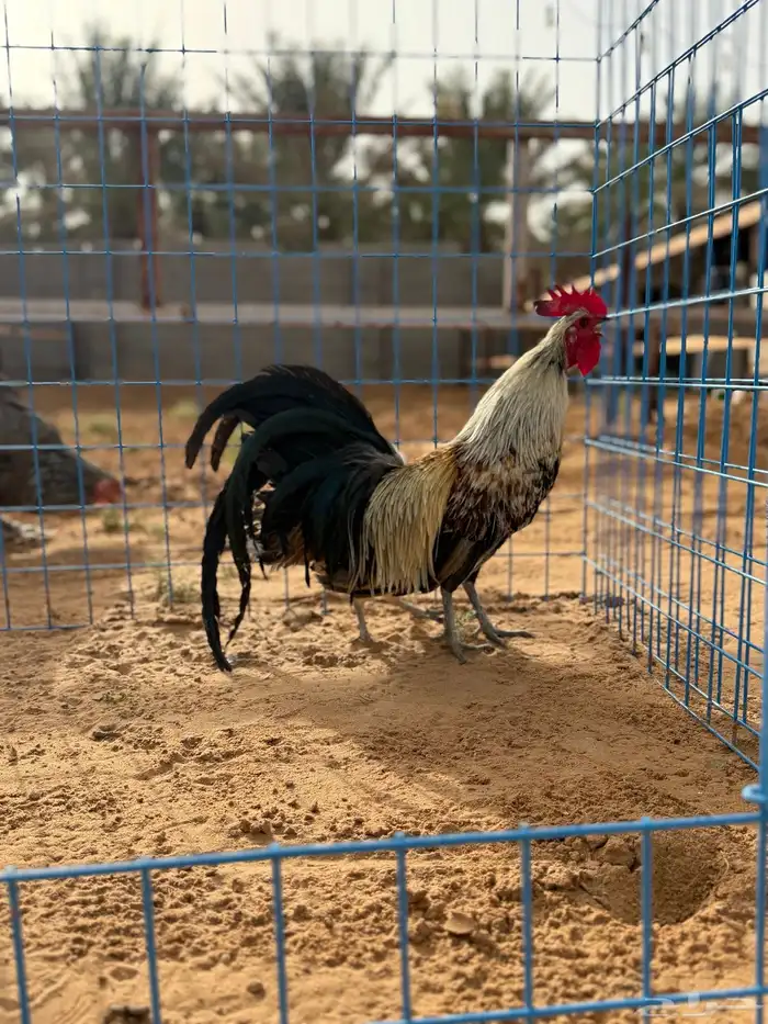 دجاج 0