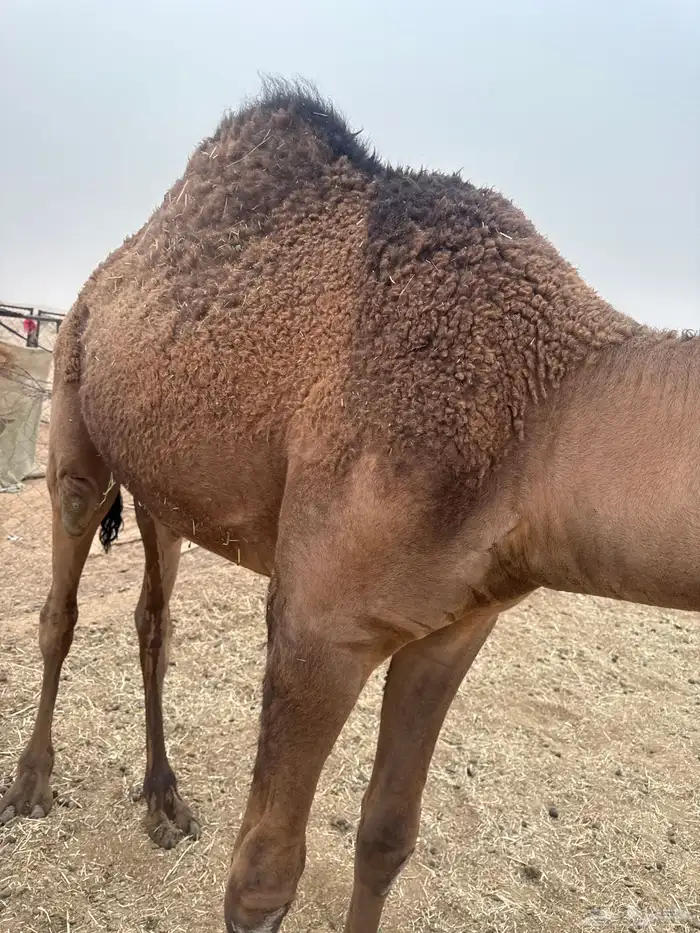 قعودين قصب طايشه واحد عمره سنه وواحد مابعد كمل سنه 2