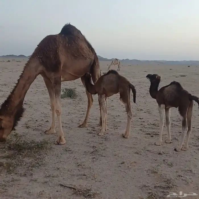 الجمل الاحمر بالحمض تم البيع 3