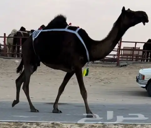 مجهم خلفه تحتها بكره كفو 0