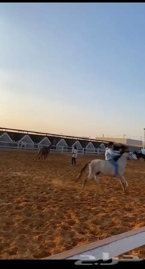 يعلن مربط ( بيارق العز ) للخيل العربية الأصيلة 4