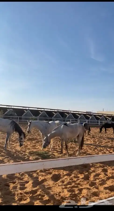 يعلن مربط ( بيارق العز ) للخيل العربية الأصيلة 3
