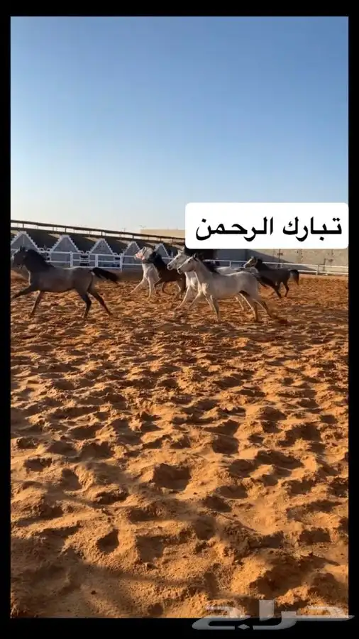 يعلن مربط ( بيارق العز ) للخيل العربية الأصيلة 8