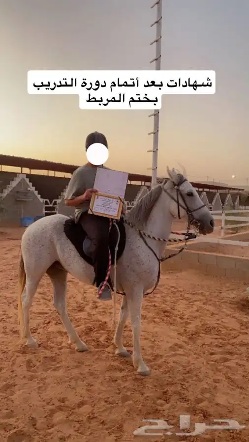 يعلن مربط ( بيارق العز ) للخيل العربية الأصيلة 5