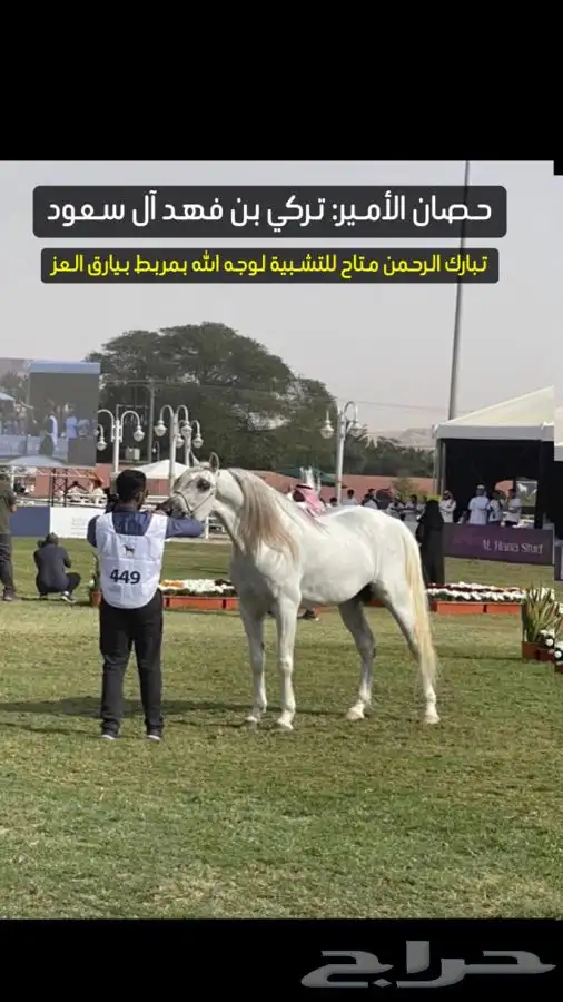يعلن مربط ( بيارق العز ) للخيل العربية الأصيلة 9