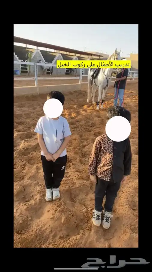 يعلن مربط ( بيارق العز ) للخيل العربية الأصيلة 6